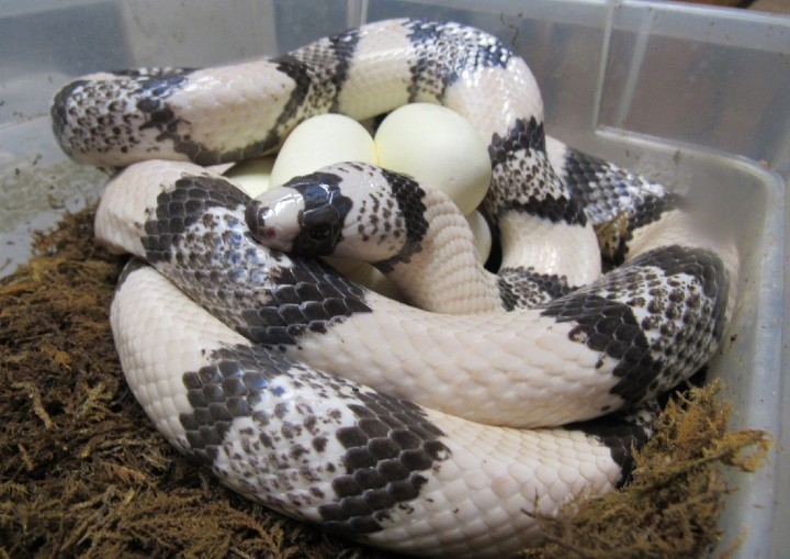 Ghost Honduran Milk Snake